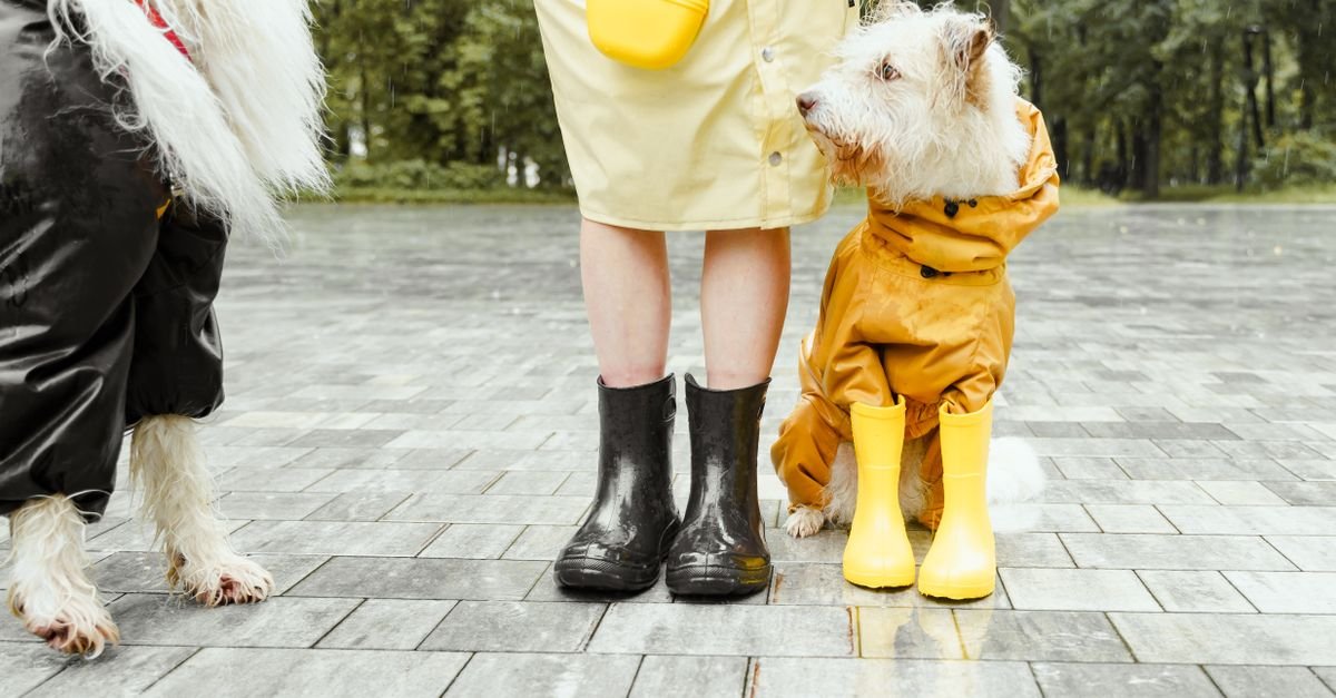 A person in a yellow raincoat and black boots stands beside two dogs, one wearing a yellow raincoat and boots, on a wet paved path.