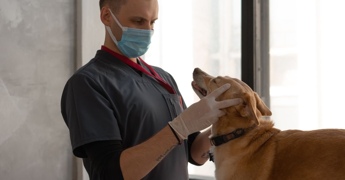 A veterinarian wearing a mask examines a dog indoors, focusing on patient care.