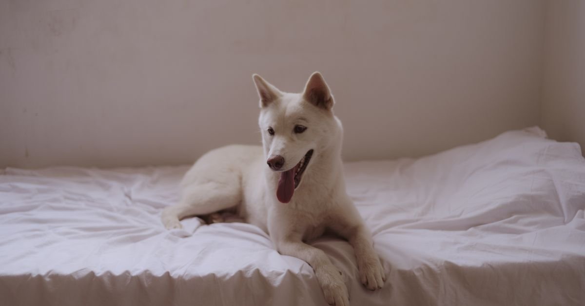 A white dog lying comfortably on a bed with soft bedding indoors.