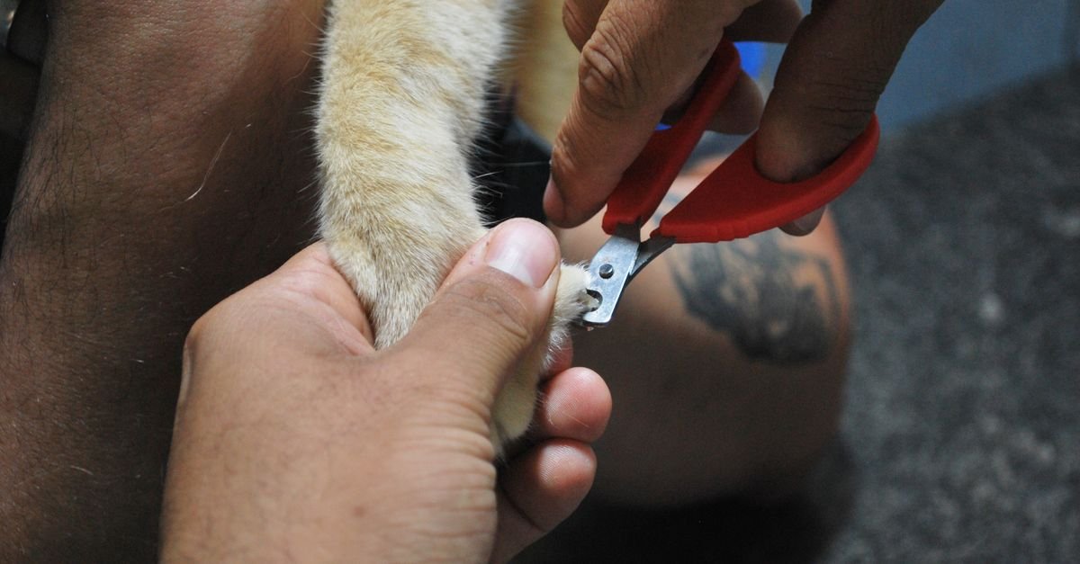A person holds a cat’s paw while trimming its claw with red-handled nail clippers.