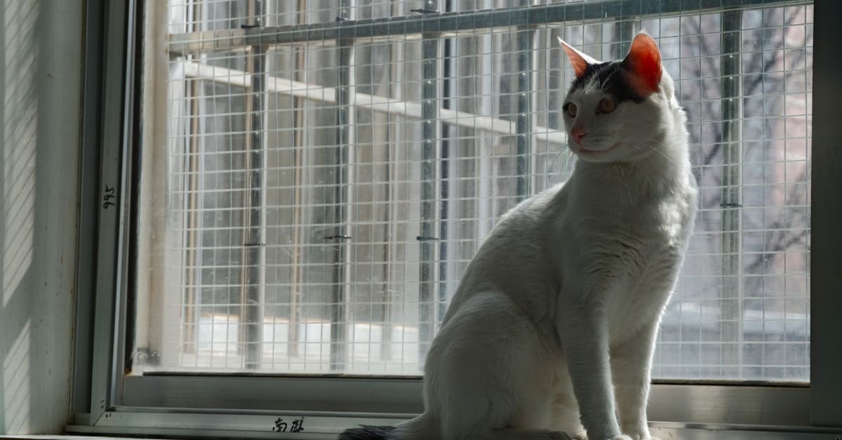 A white-and-black cat sits on a windowsill behind wire mesh, looking toward the camera.