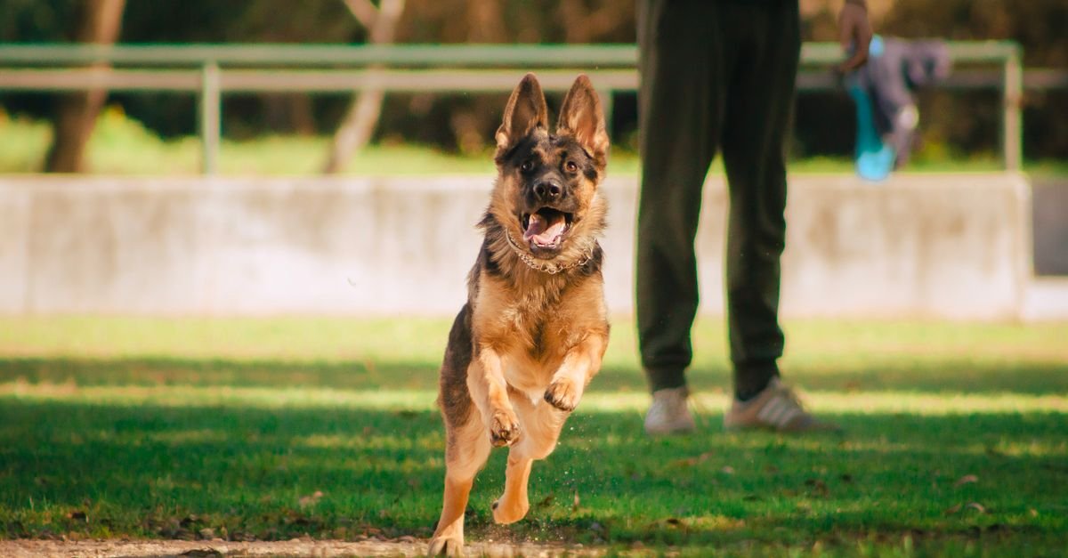 A lively German Shepherd dog joyfully runs on a sunny day in a park, bringing energy and life to the scene.