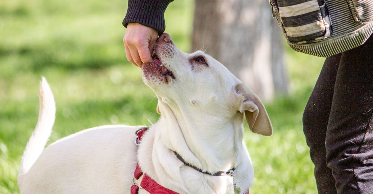 A white dog wearing a red harness reaches up to sniff a person’s hand outdoors.