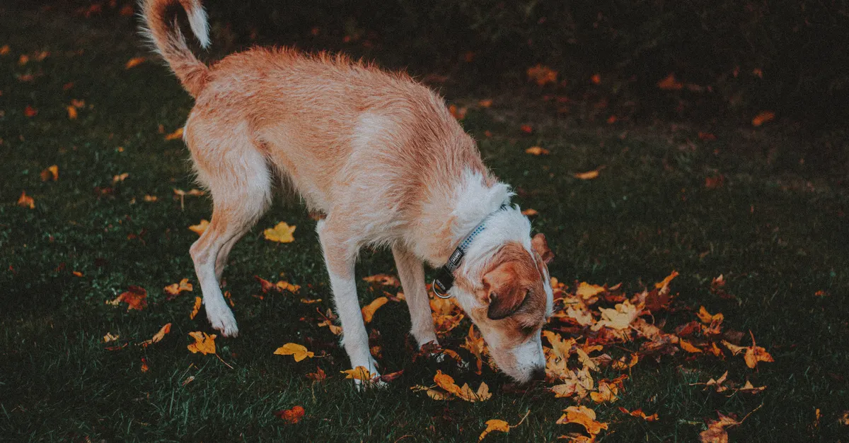 A tan-and-white dog wearing a collar sniffs fallen autumn leaves on a grassy lawn.