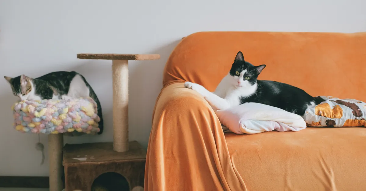 Two cats are visible indoors, with one resting on a colorful perch and the other lying on a white blanket on an orange-covered sofa.