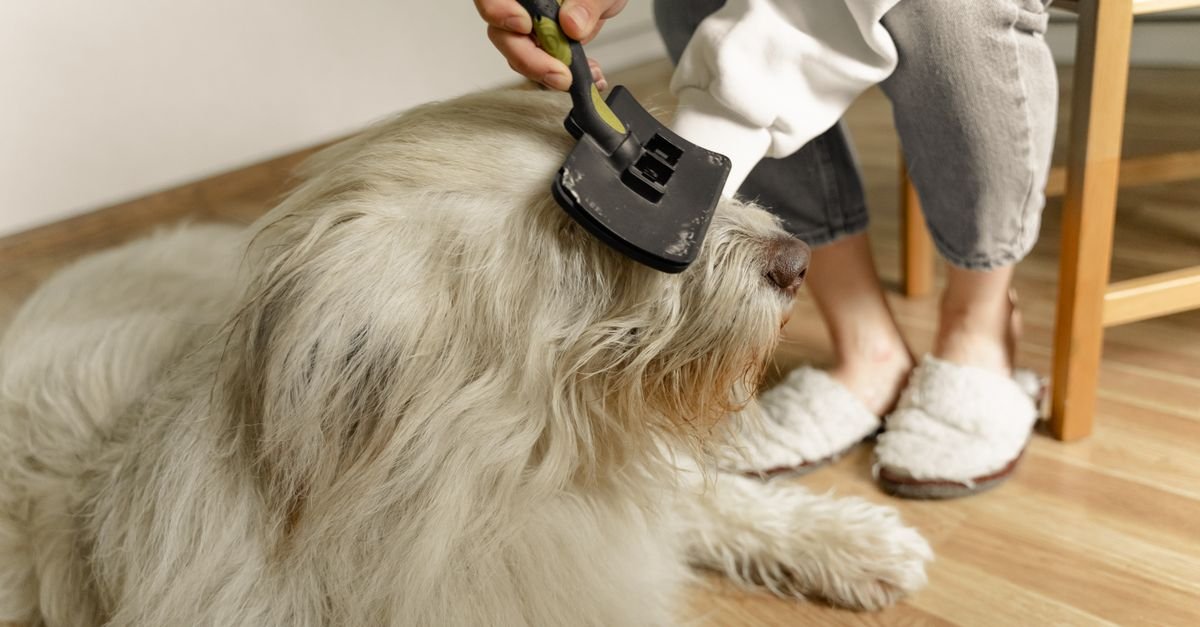 A cozy indoor scene of a person grooming a large fluffy dog using a brush.