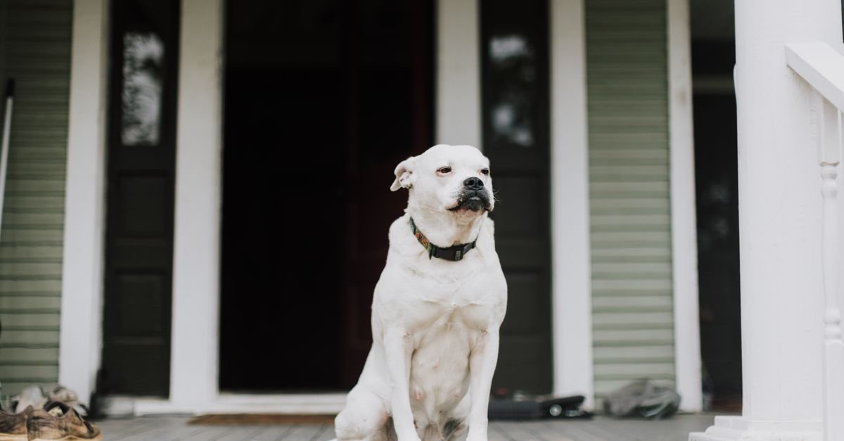 Serene white dog sitting on a wooden porch of a house, showing a calm demeanor.