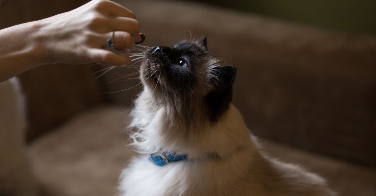 A Himalayan cat eagerly reaches up for a treat held by a human hand indoors.