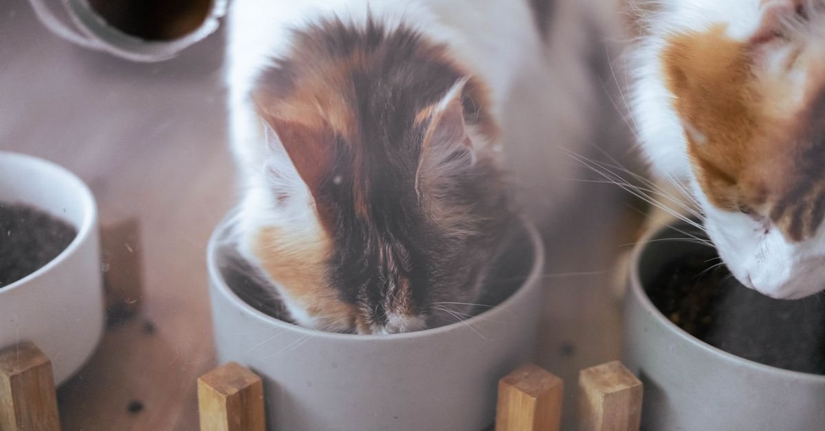 Two calico cats eat from gray bowls, with a third bowl partially visible on the left.