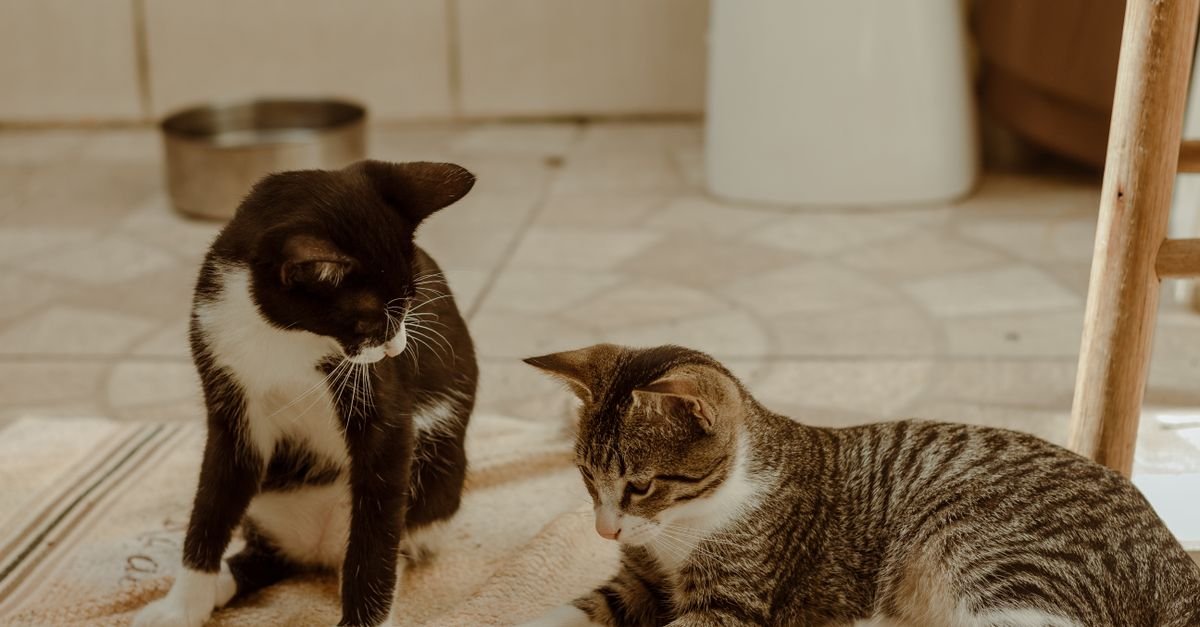 Two cats, one black and white and one tabby, sit on a rug indoors near a metal bowl.