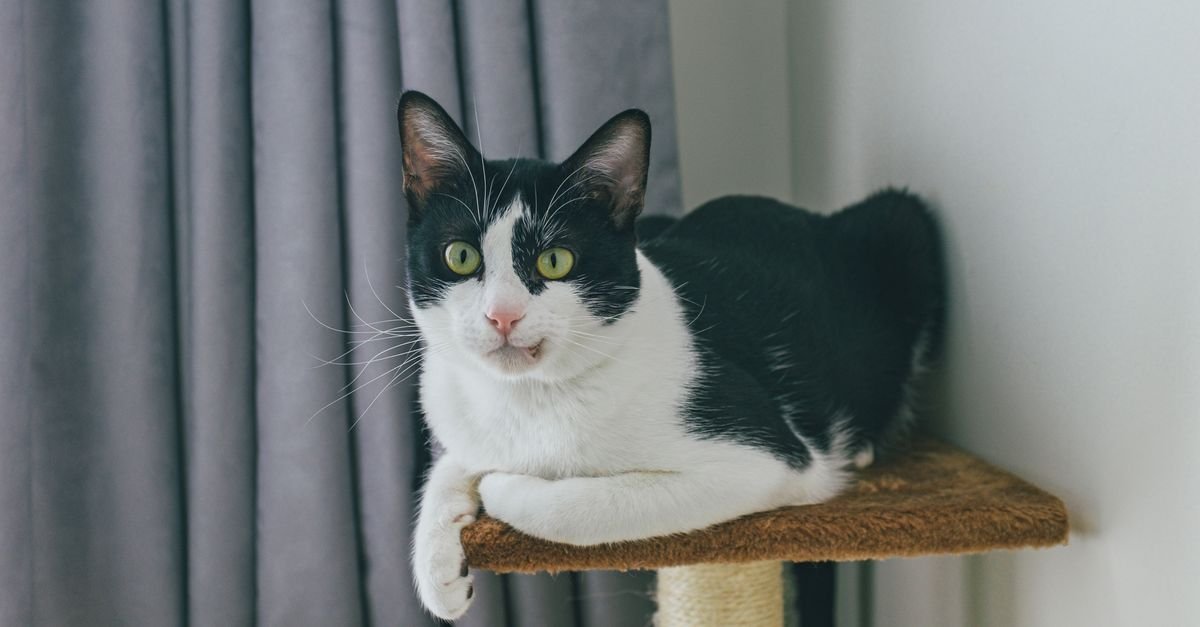 A black-and-white cat with green eyes rests on a carpeted cat perch indoors.