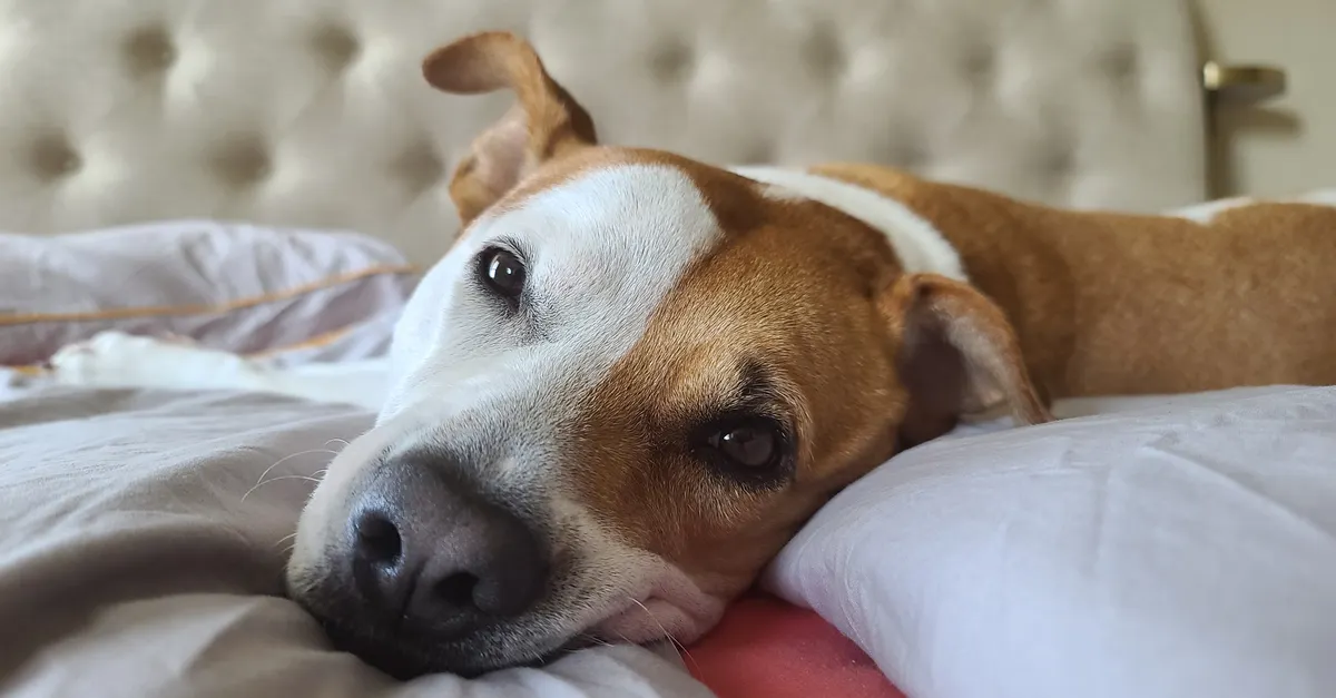 A brown-and-white dog lies on a bed with its head resting on a white pillow.