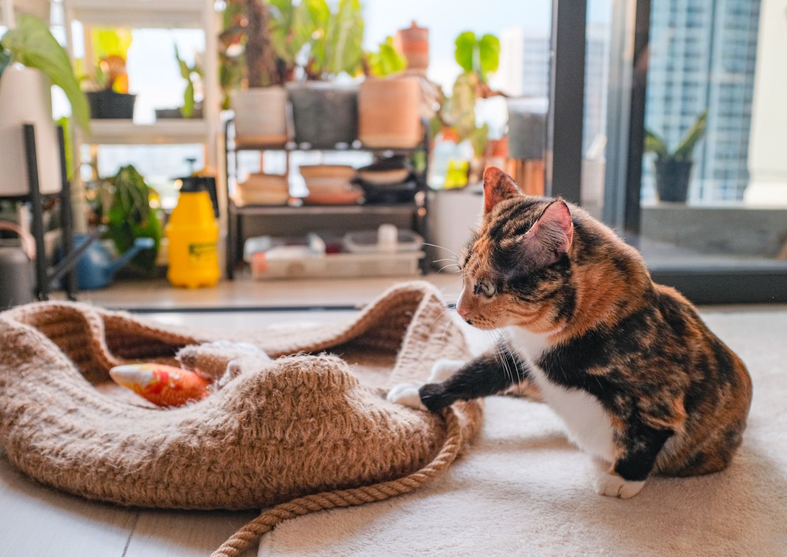 A calico cat playing with a toy on a blanket indoors.