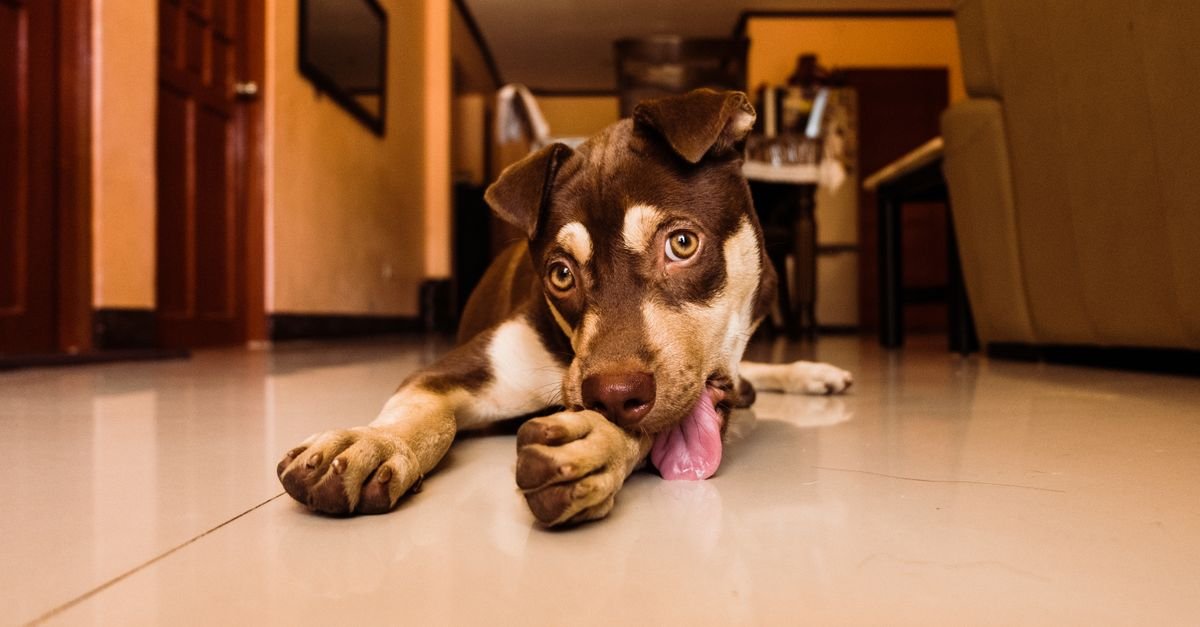 A brown-and-white dog lies on a tiled floor indoors, resting its head on its paws with its tongue visible.