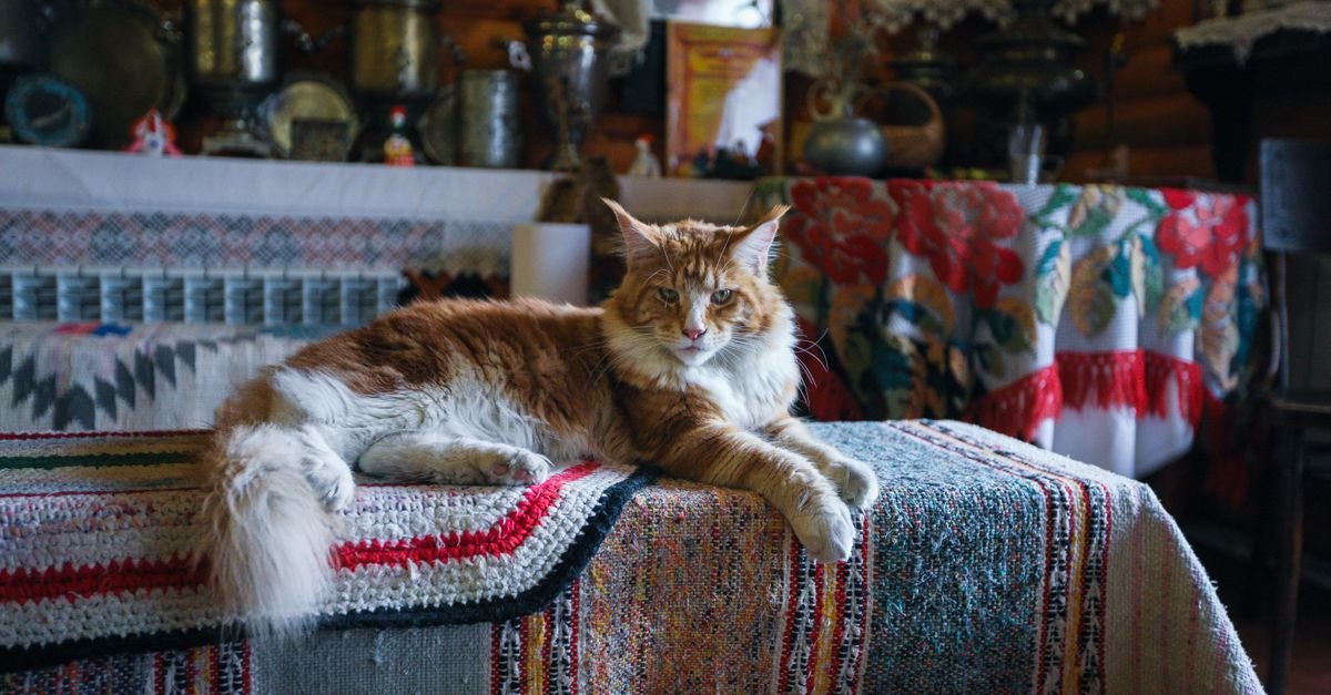 A long-haired orange-and-white cat lies on a colorful woven blanket in a rustic room.