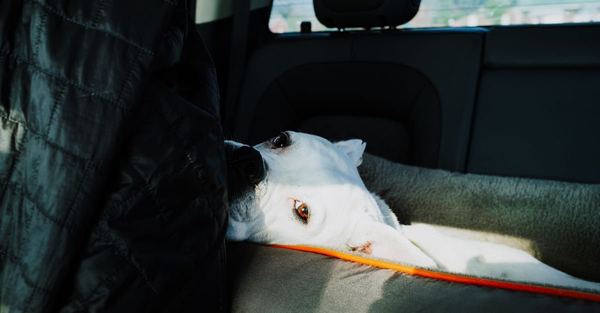 A white dog rests on a gray and orange cushion in the back seat of a car.