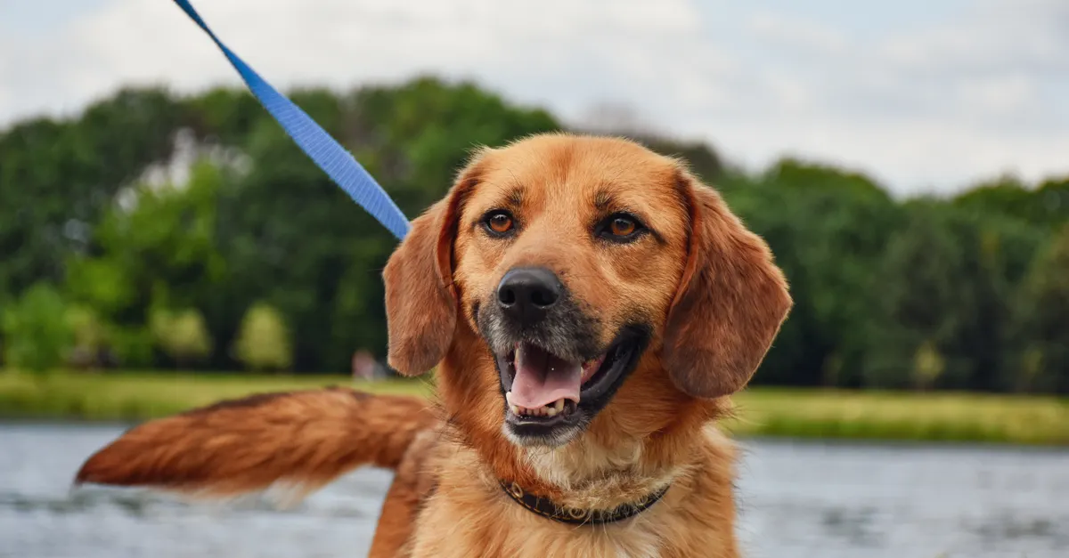 A brown dog wearing a black collar stands in shallow water on a blue leash, with trees and a cloudy sky in the background.