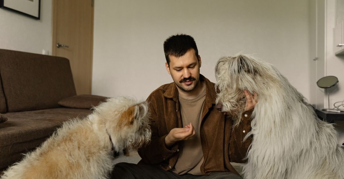 A man sits with two fluffy dogs, interacting and feeding them indoors.