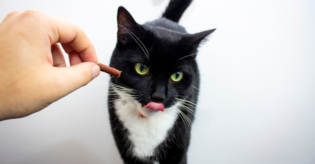 A black-and-white cat licks its nose while a hand holds a small treat near its face.