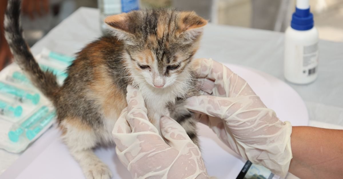 Kitten receiving veterinary care on a table. Gloves and syringes visible.