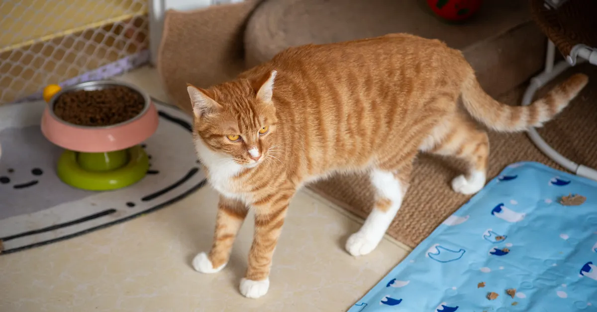 An orange-and-white tabby cat stands indoors beside a food bowl, cat bed, scratching mat, and blue patterned mat.