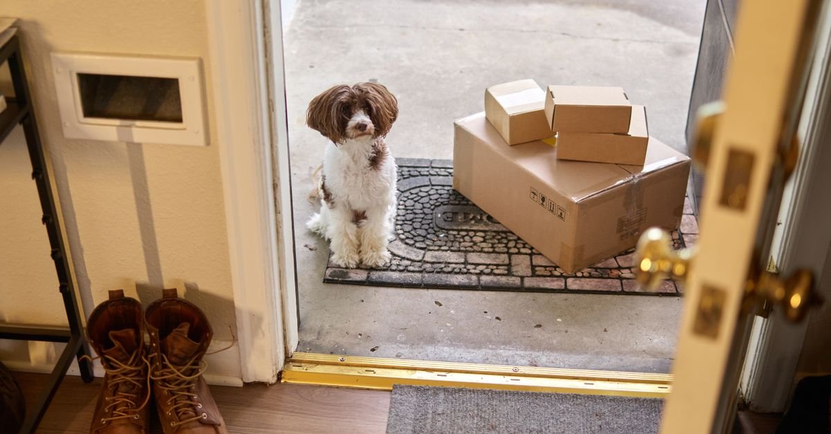 A small brown-and-white dog sits outside an open doorway beside several cardboard boxes.