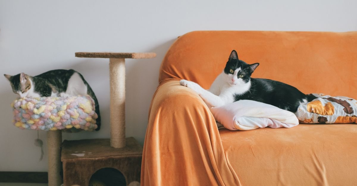 Two cats relax indoors, with one perched on a padded cat tree and the other lying on a blanket-covered orange sofa.