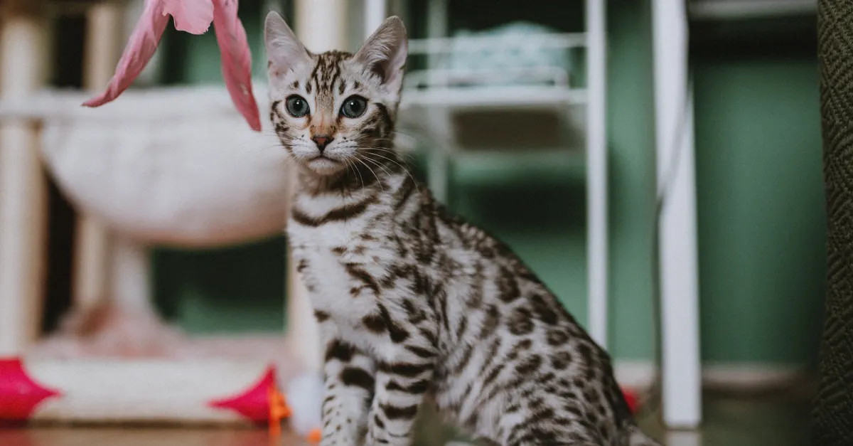 A spotted kitten sits indoors, facing the camera beneath a dangling pink toy.