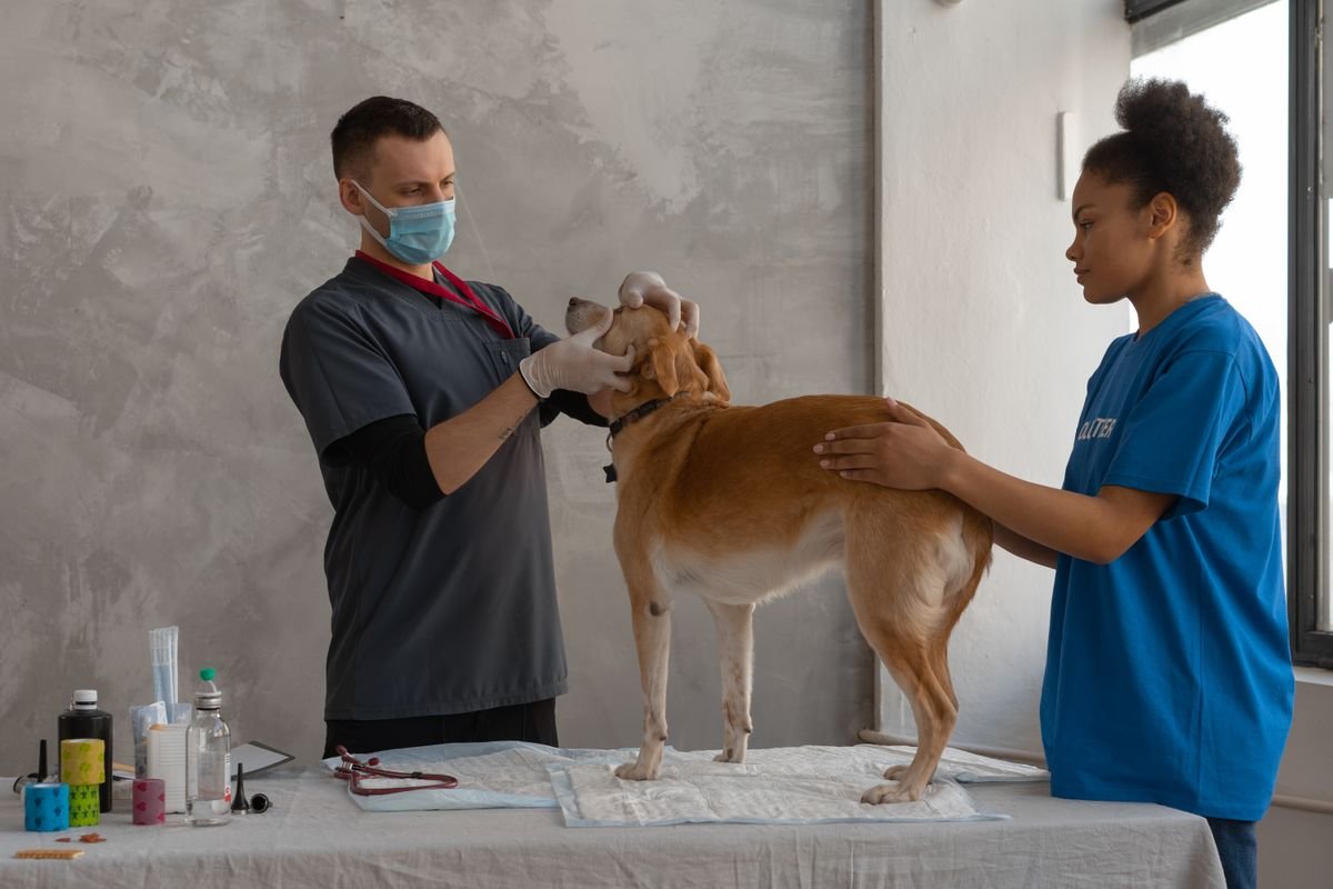 A masked veterinary professional examines a brown dog's mouth while a volunteer steadies the dog on a clinic table.