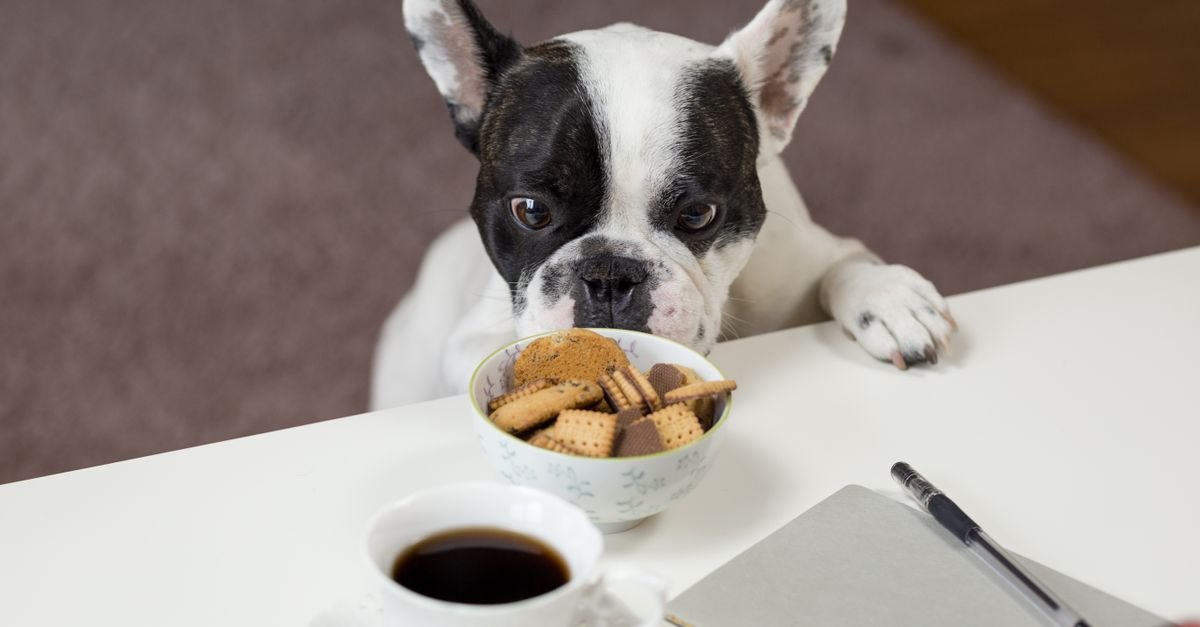 Adorable bulldog looking at cookies with coffee on a desk indoors. Perfect for pet lovers.