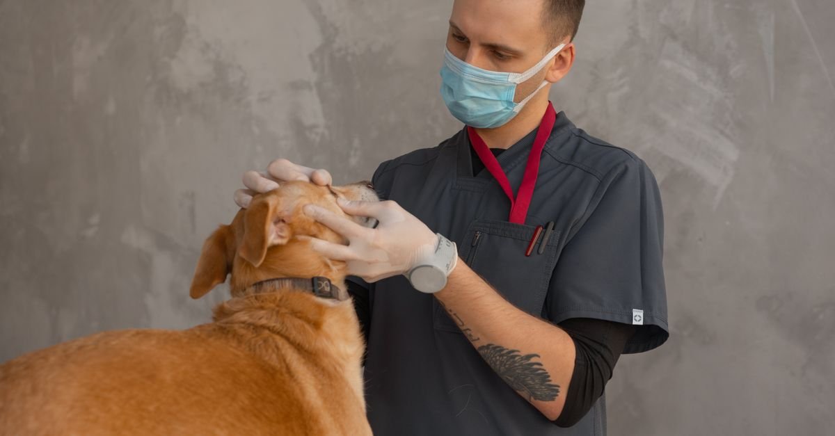 A masked veterinary professional in gloves examines the head of a brown dog.