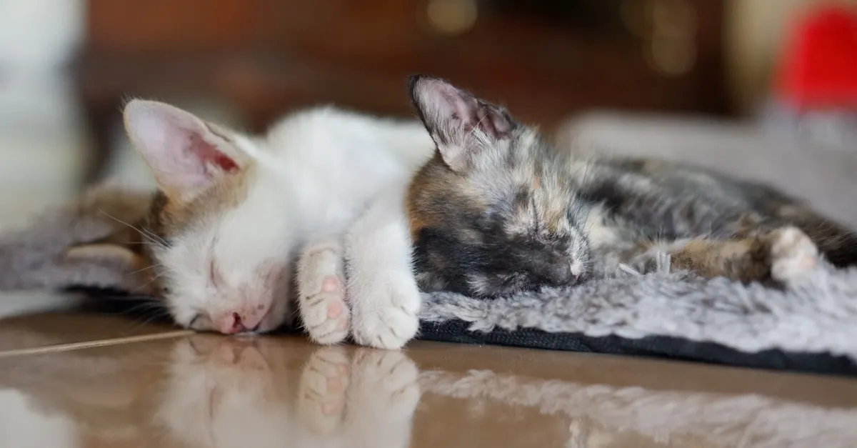 Two kittens, one white and one tortoiseshell, sleep side by side on a soft gray blanket.