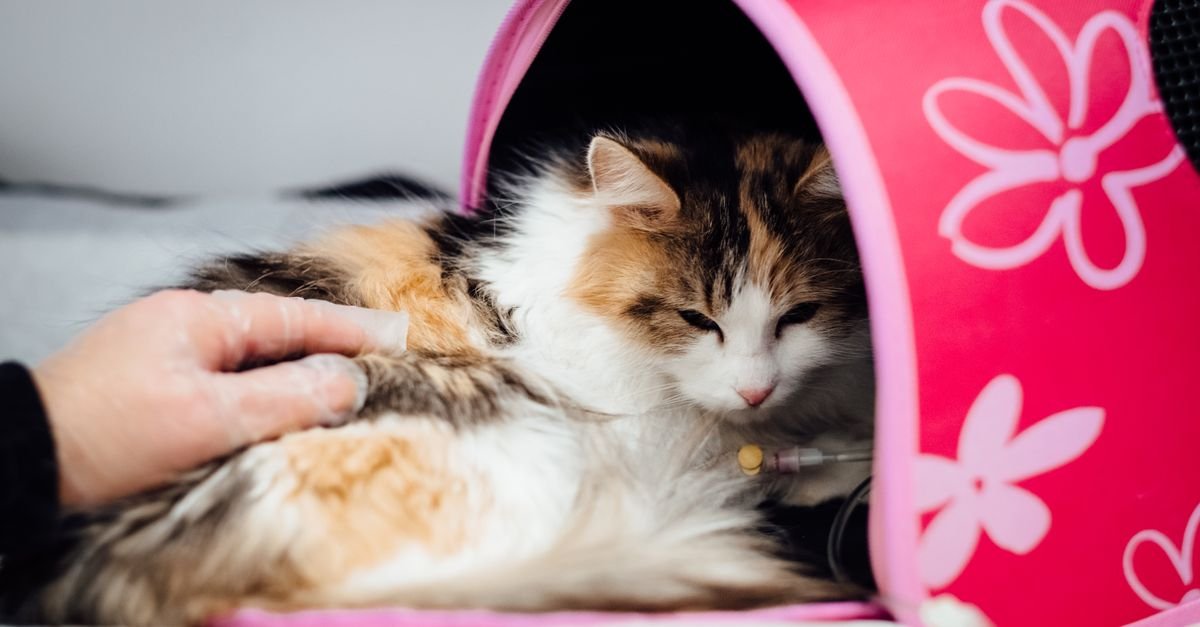 A calico cat rests inside a pink flower-patterned carrier while a person gently touches its side.