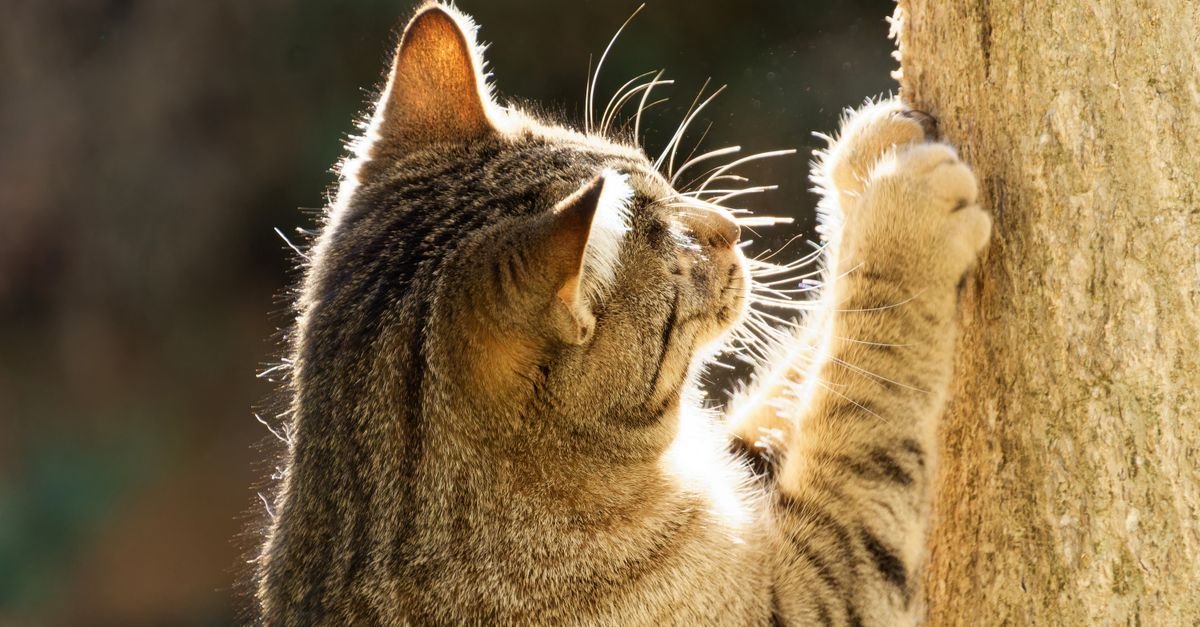 A tabby cat with backlit whiskers scratches a wooden post with its raised paw.