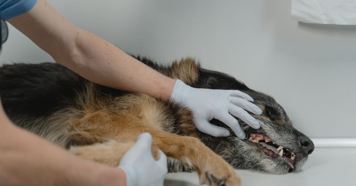 Veterinarian checking a German Shepherd's health during a clinic visit indoors.